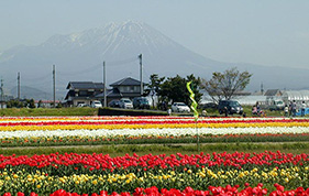 日吉津のチューリップと大山