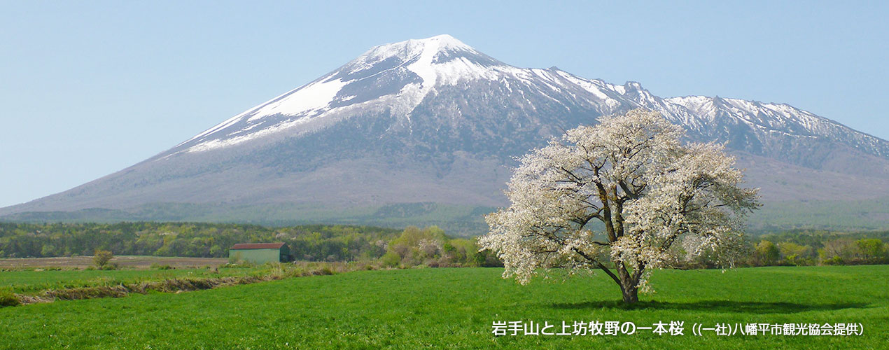 巖手山と上坊牧野の一本桜（(一社)八幡平市観光協會提供）