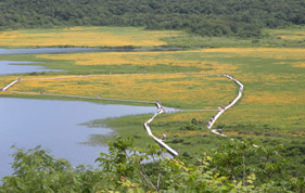 雄國(guó)沼の木道