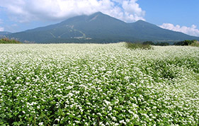 蕎麥の花と磐梯山