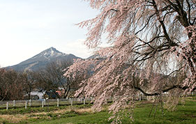 樹(shù)齢600年の白津の枝垂れ桜