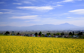 會(huì)津美里町の菜の花畑