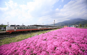 磐梯駅前の満開(kāi)の芝桜