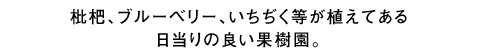 枇杷、ブルーベリー、いちぢく等が植えてある日當たりの良い果樹園。