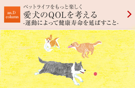 an.D Column：ペットライフをもっと楽しく 愛犬のQOLを考える-運動によって健康壽命を延ばすこと-