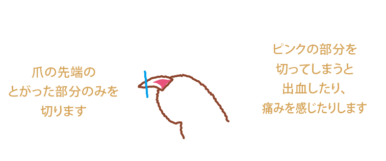 爪の先端のとがった部分のみを切ります ピンクの部分を切ってしまうと出血したり、痛みを感じたりします