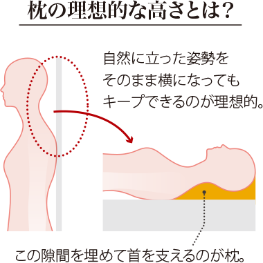 枕の理想的な高さとは？自然に立った姿勢をそのまま橫になってもキープできるのが理想的。この隙間を埋めて首を支えるのが枕。