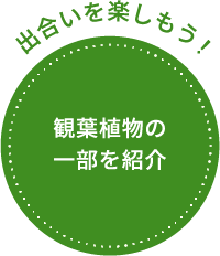 出合いを楽しもう！観葉植物の一部を紹介