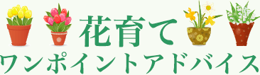 花育て ワンポイントアドバイス