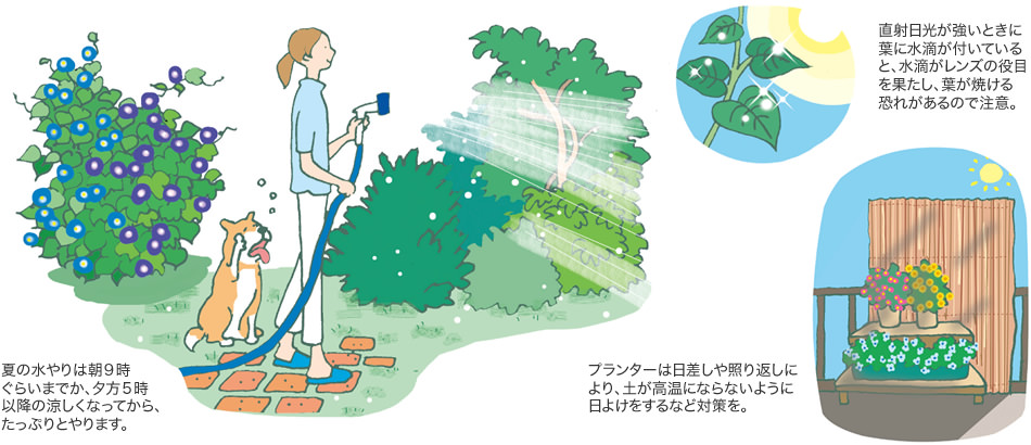 夏の水やりは朝9時ぐらいまでか、夕方5時以降の涼しくなってから、たっぷりとやります。／直射日光が強いときに葉に水滴が付いていると、水滴がレンズの役目を果たし、葉が焼ける恐れがあるので注意。／プランターは日差しや照り返しにより、土が高溫にならないように日よけをするなど対策を。